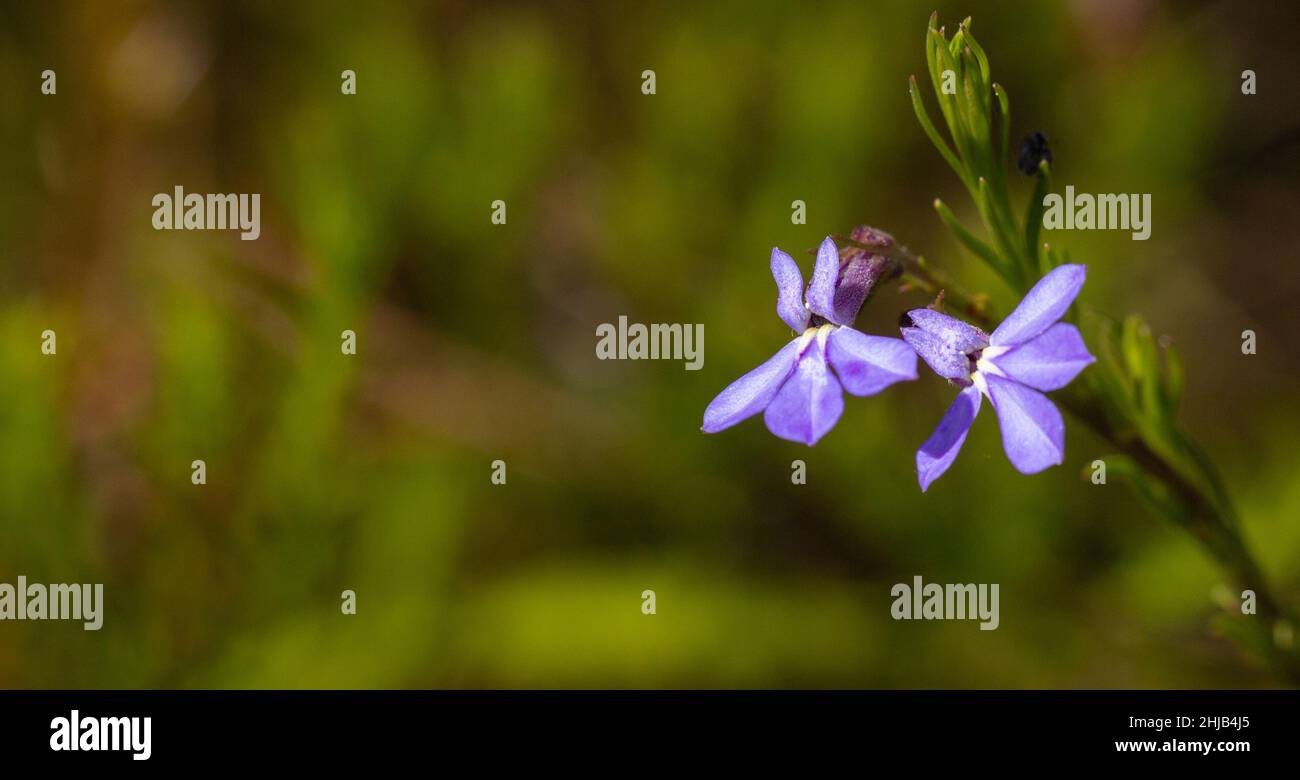 Flowers of Lobelia pinifolia seen on the Table Mountain in the Western Cape of South Africa Stock Photo