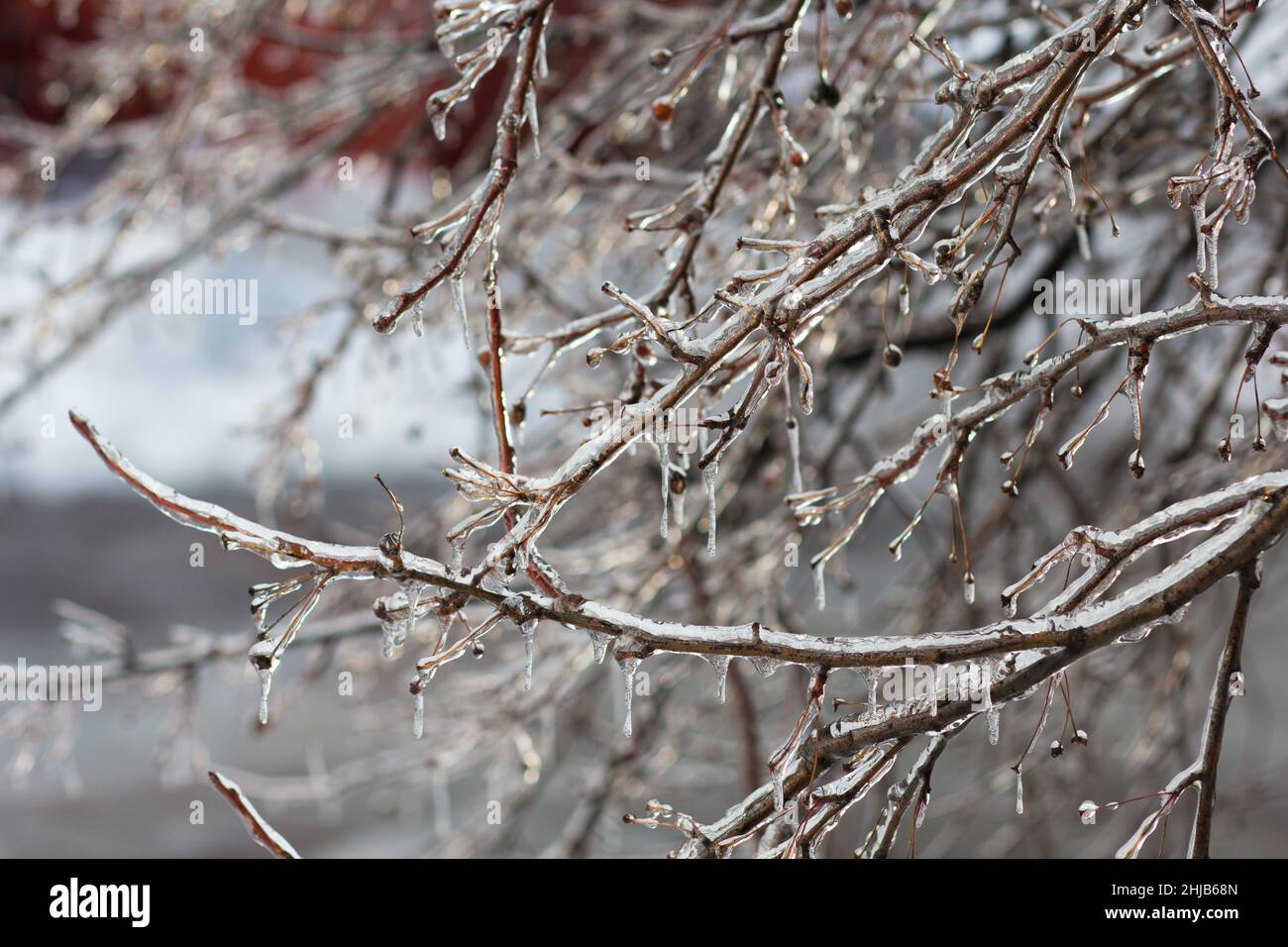 Frozen branches of tree in ice in winter forest Stock Photo - Alamy