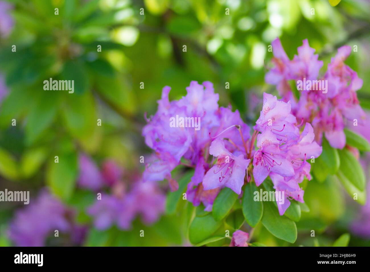 Pinkshell Azalea Pinkshell azalea hi-res stock photography and images - Alamy