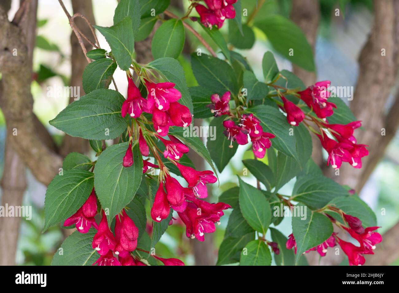 Weigela shrub with blooming red flowers on branches Stock Photo