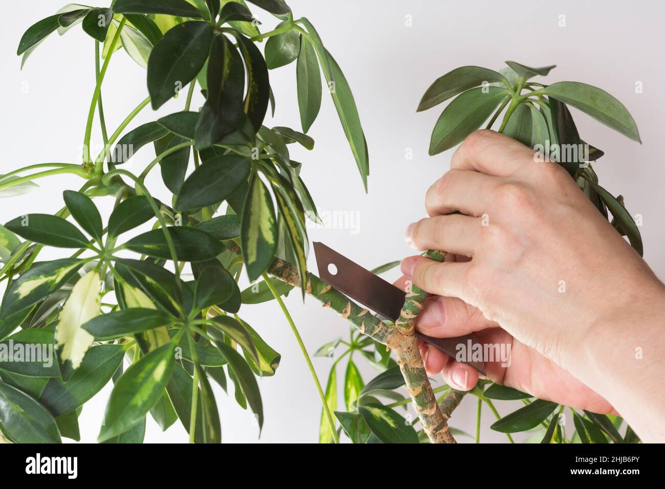 Woman hand cutting branch from stem of Schefflera arboricola or dwarf umbrella tree named to prune on white background Stock Photo