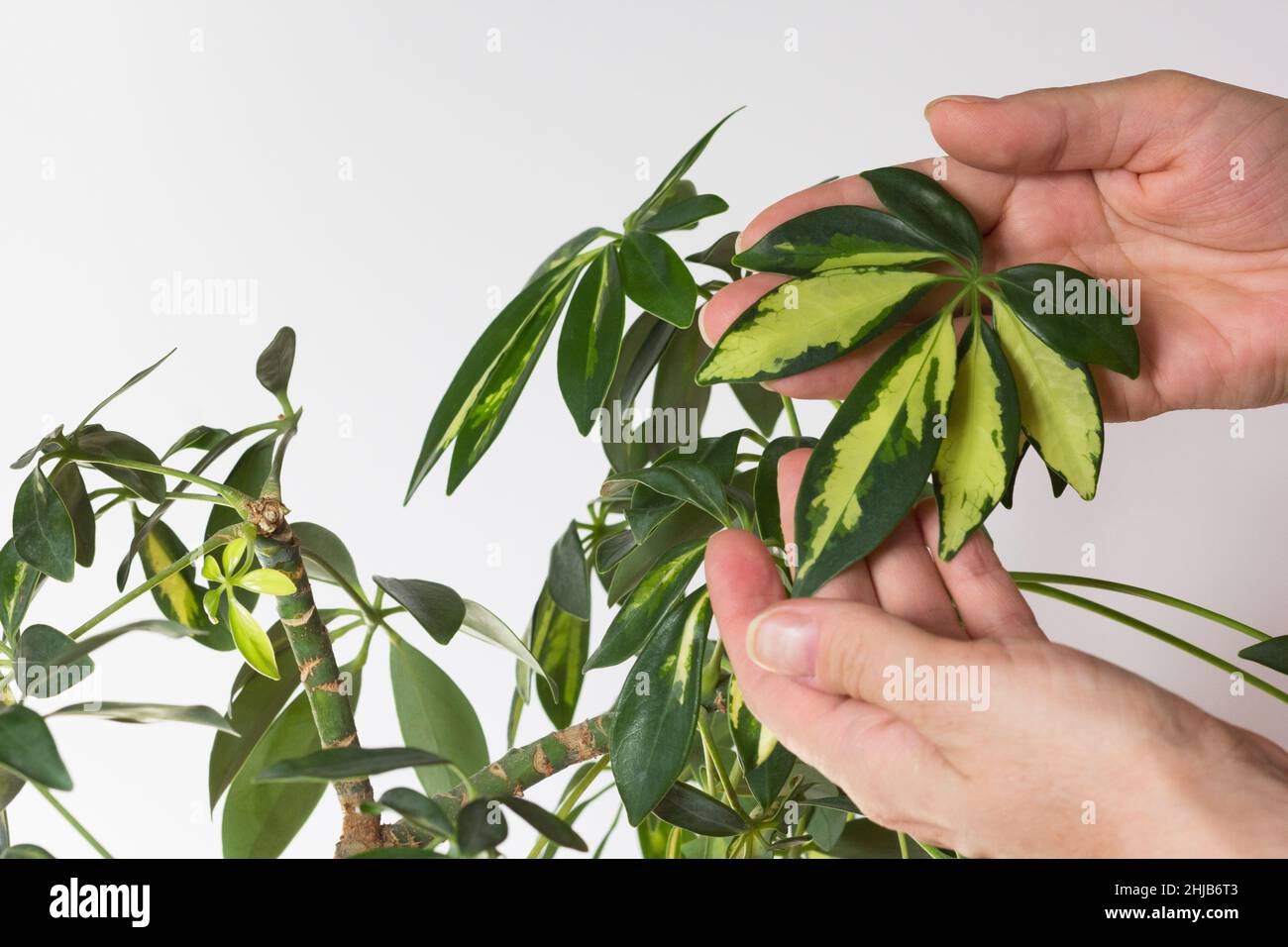 Woman hand showing umbrella leaf among leaves crown of Schefflera arboricola or dwarf umbrella tree named on white background Stock Photo