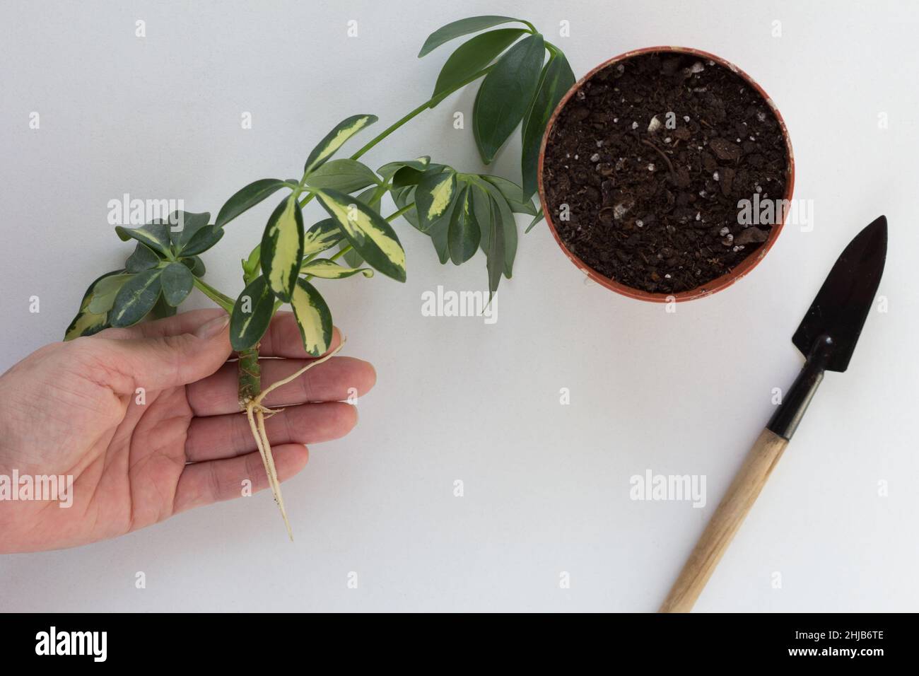 Woman hand holding cutting with root of Schefflera arboricola or dwarf umbrella tree named and pot with soil for planting on white background Stock Photo