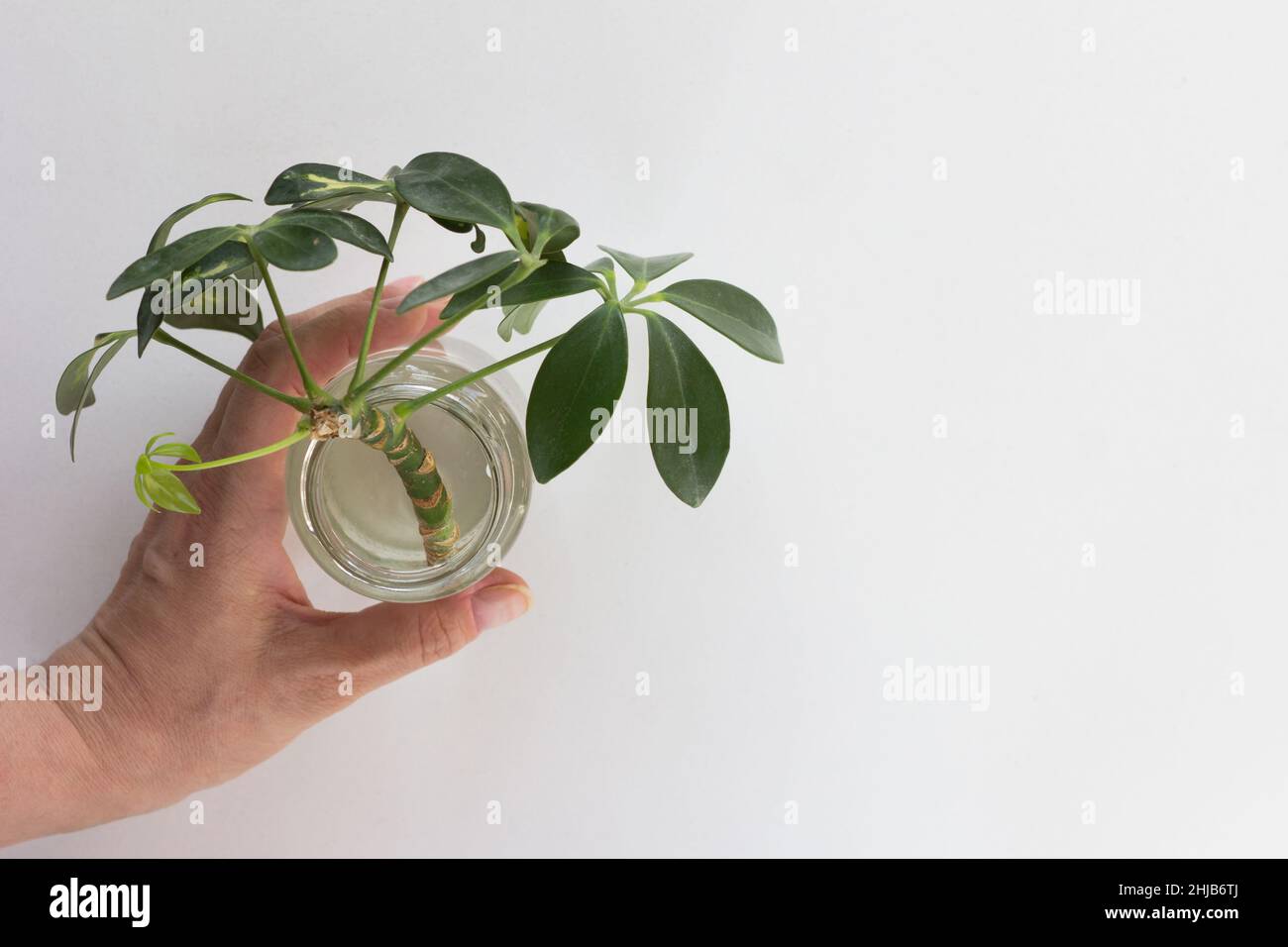 Woman hand holding bottle with water and cutting of Schefflera arboricola or dwarf umbrella tree named in it rooting on white background Stock Photo