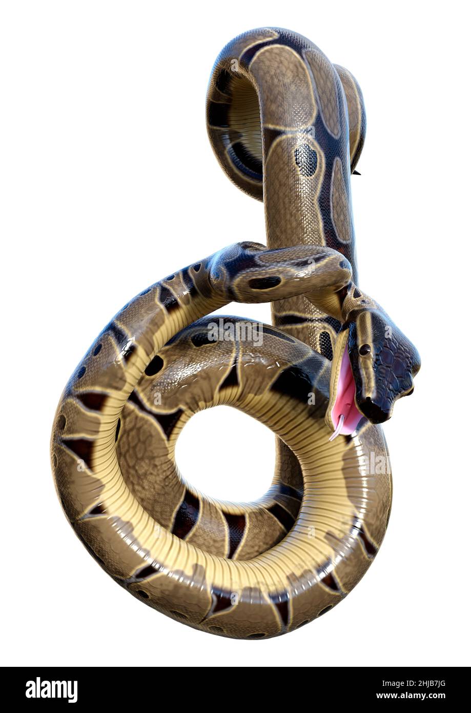 3D rendering of a ball python or python regius isolated on white ...