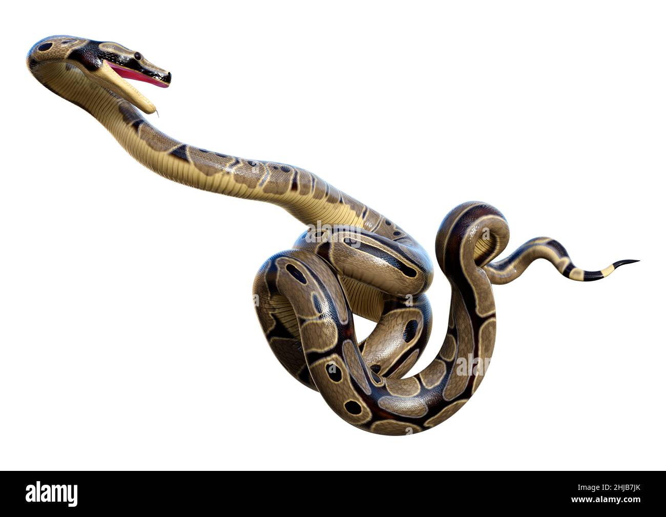 3D rendering of a ball python or python regius isolated on white ...