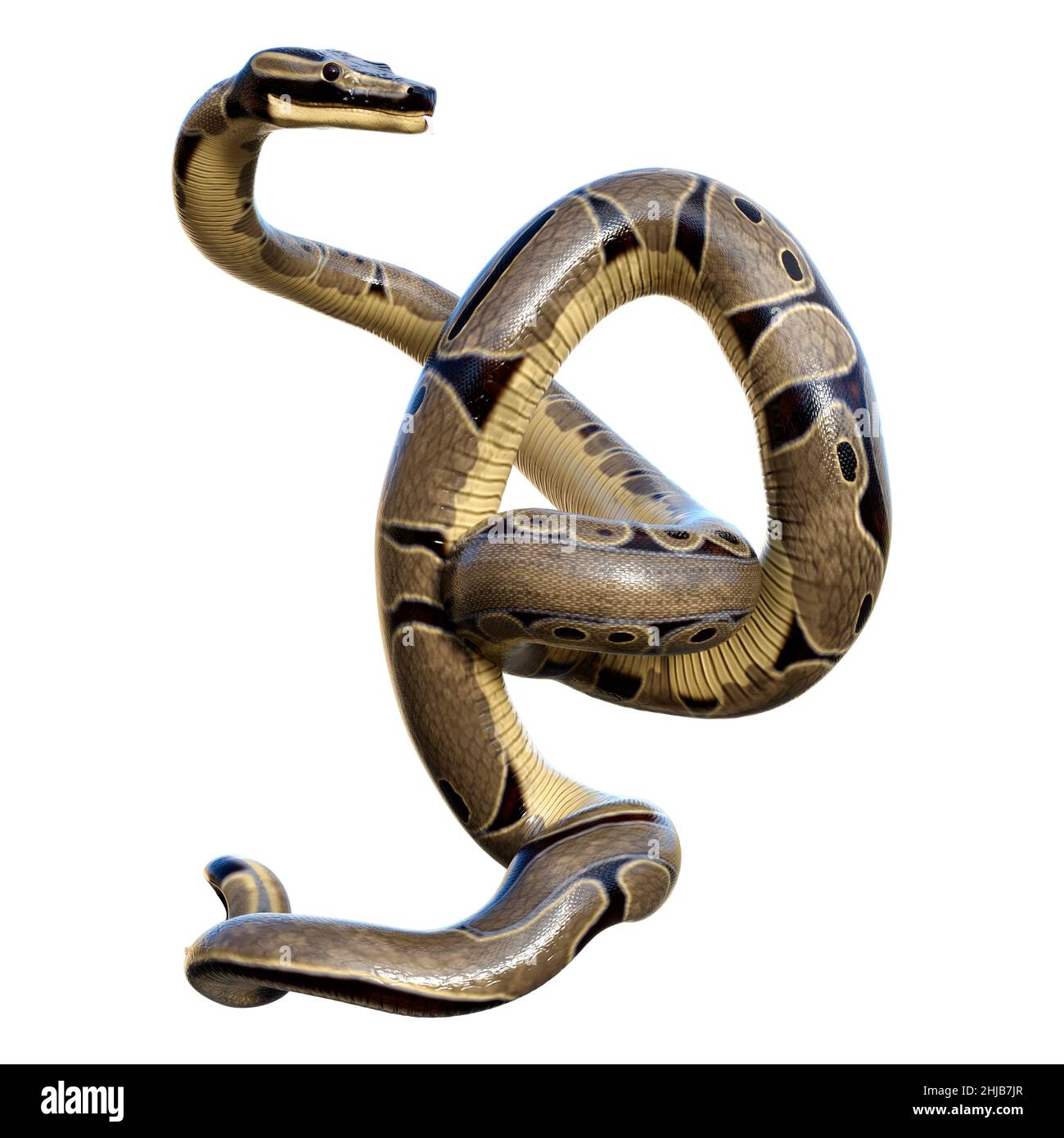 3D rendering of a ball python or python regius isolated on white ...