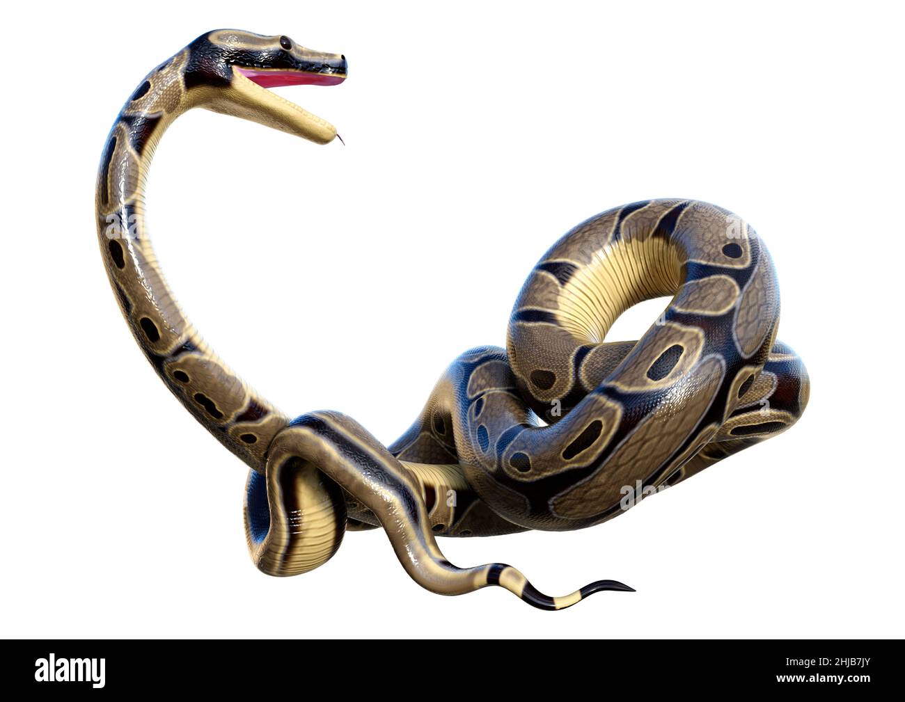 3D rendering of a ball python or python regius isolated on white ...