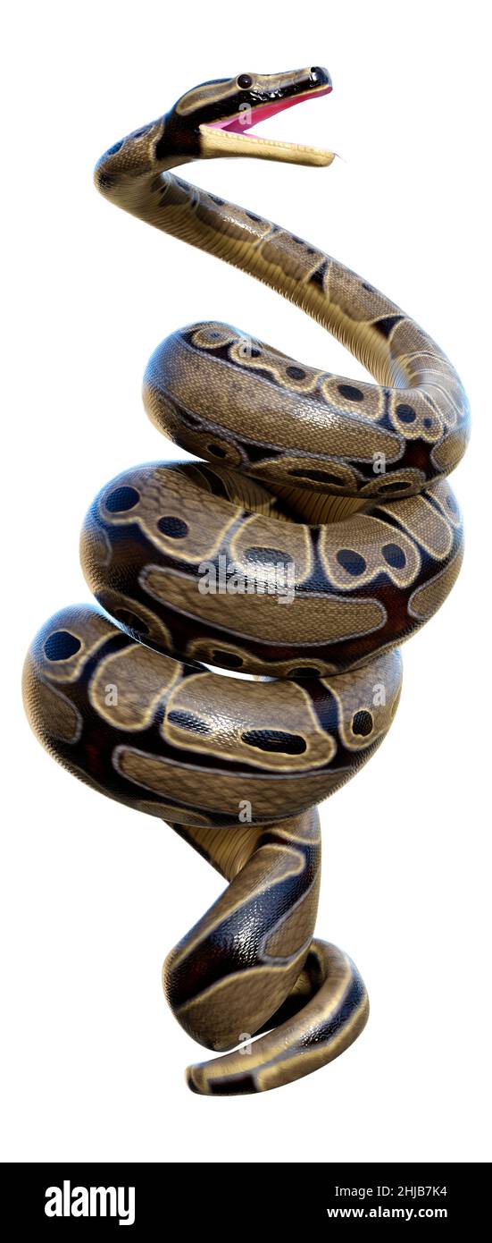 3D rendering of a ball python or python regius isolated on white ...