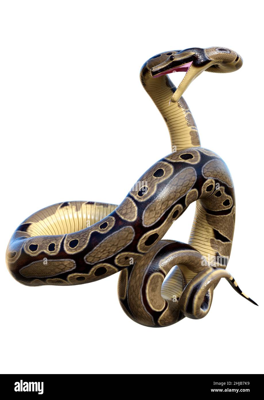 3D rendering of a ball python or python regius isolated on white ...