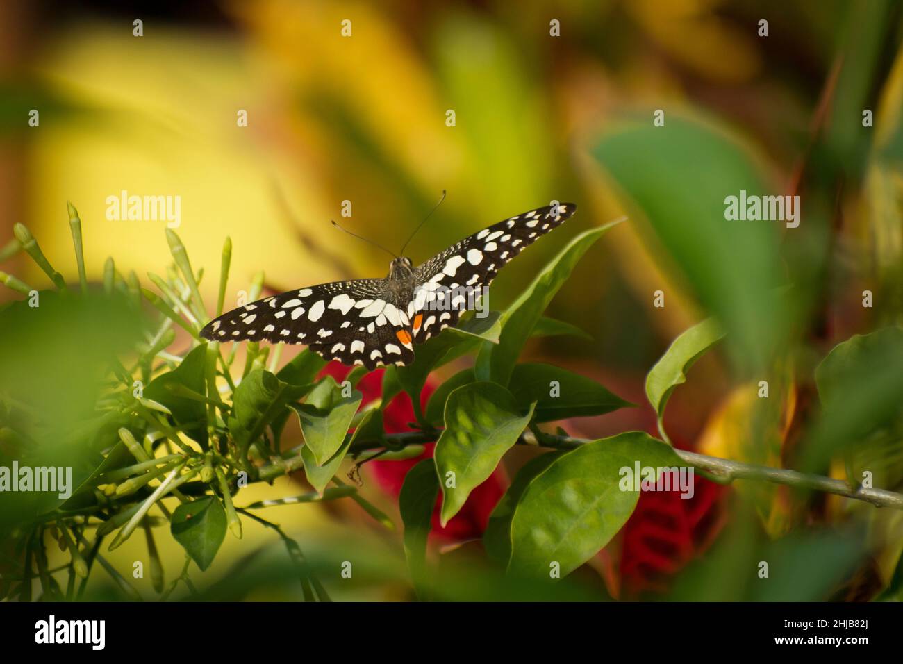 Monarch butterfly.Danaus plexippus. It may be the most familiar North