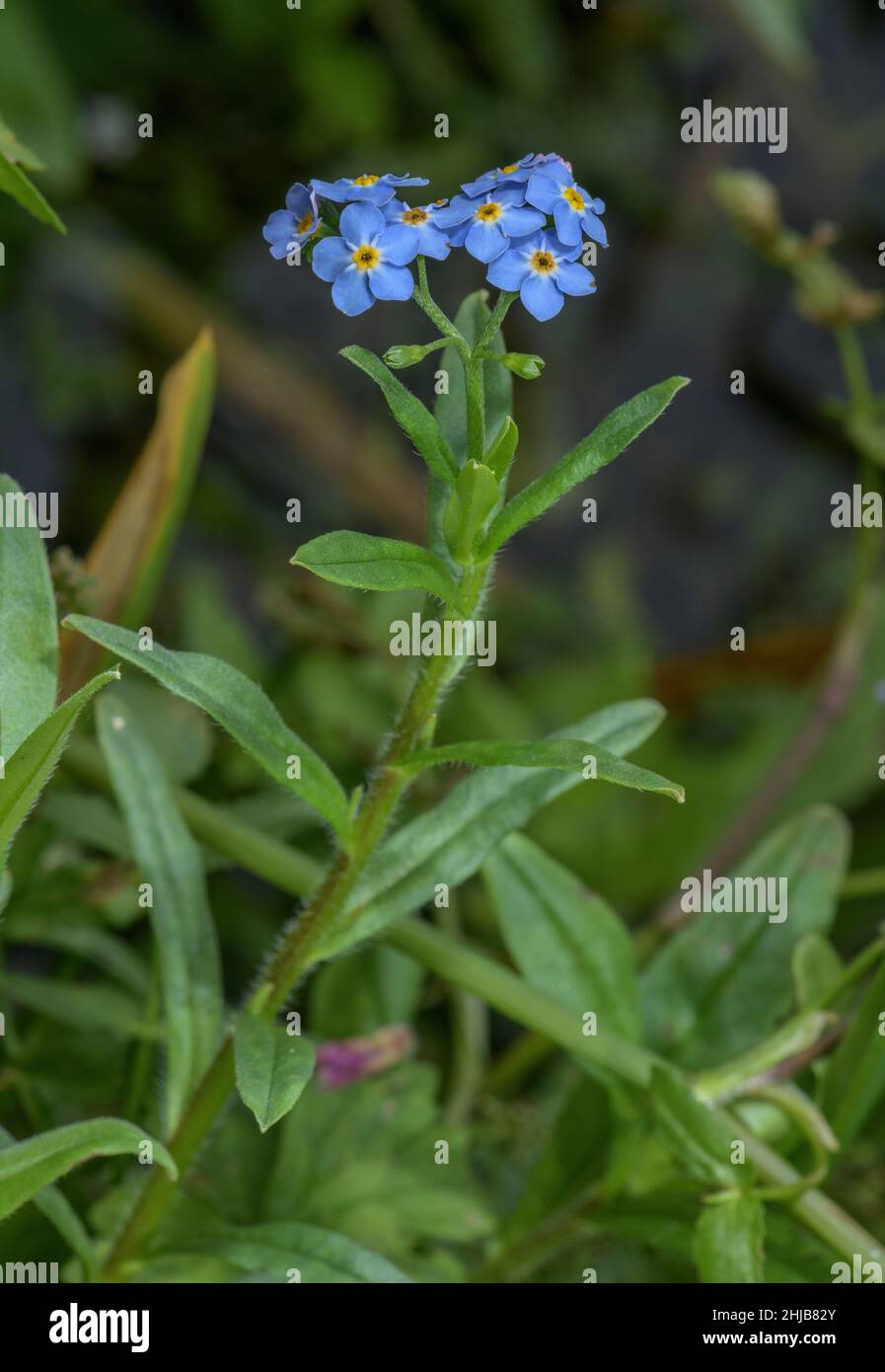 Water forget-me-not, Myosotis scorpioides, in flower in base-rich river, Dorset. Stock Photo