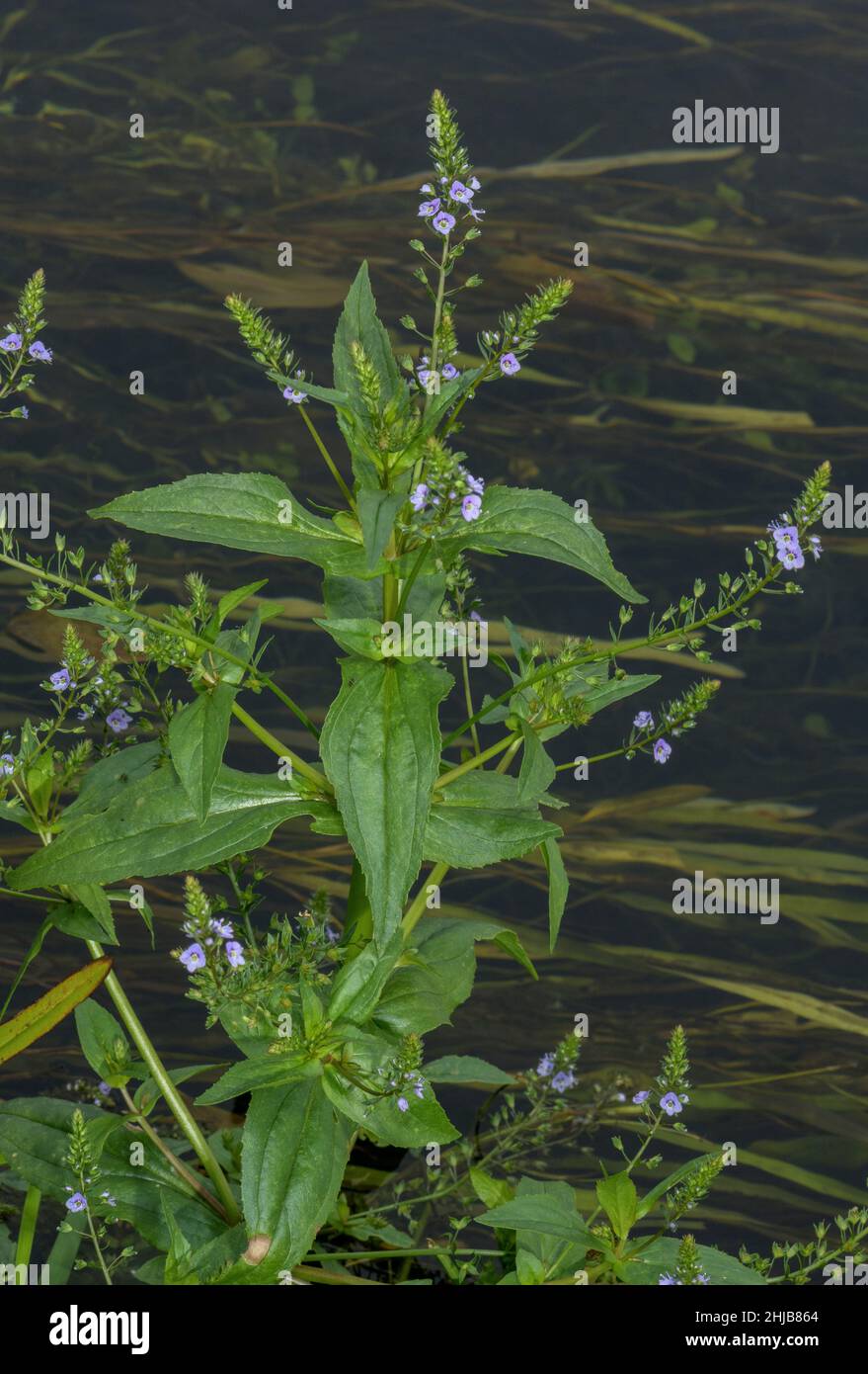 Blue Water-Speedwell, Veronica anagallis-aquatica in flower in the River Piddle, chalk stream, Dorset. Stock Photo