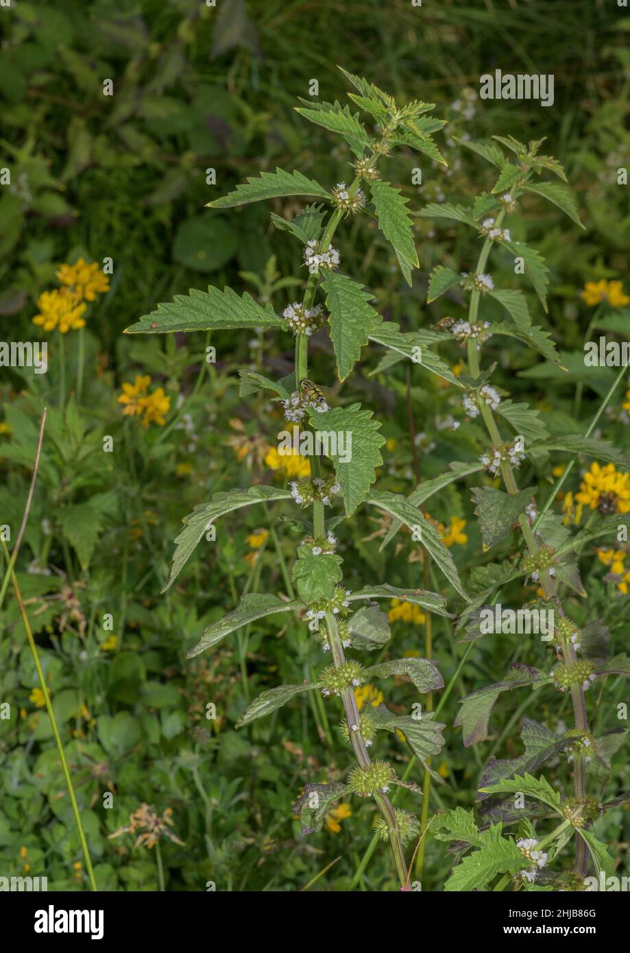 Gypsywort, Lycopus europaeus, in flower in damp grassland. Stock Photo