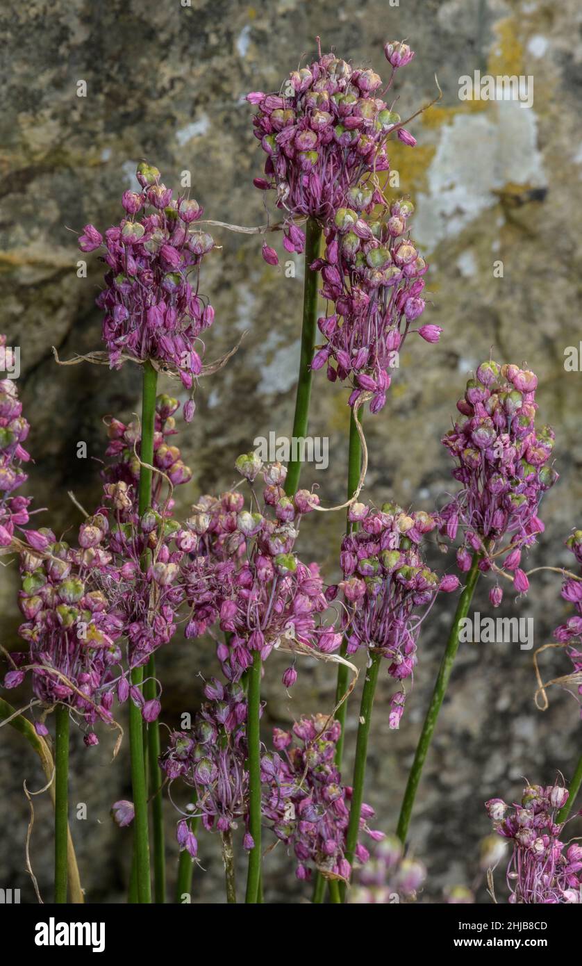 Keeled garlic, Allium carinatum ssp pulchellum in flower, French Alps. Stock Photo