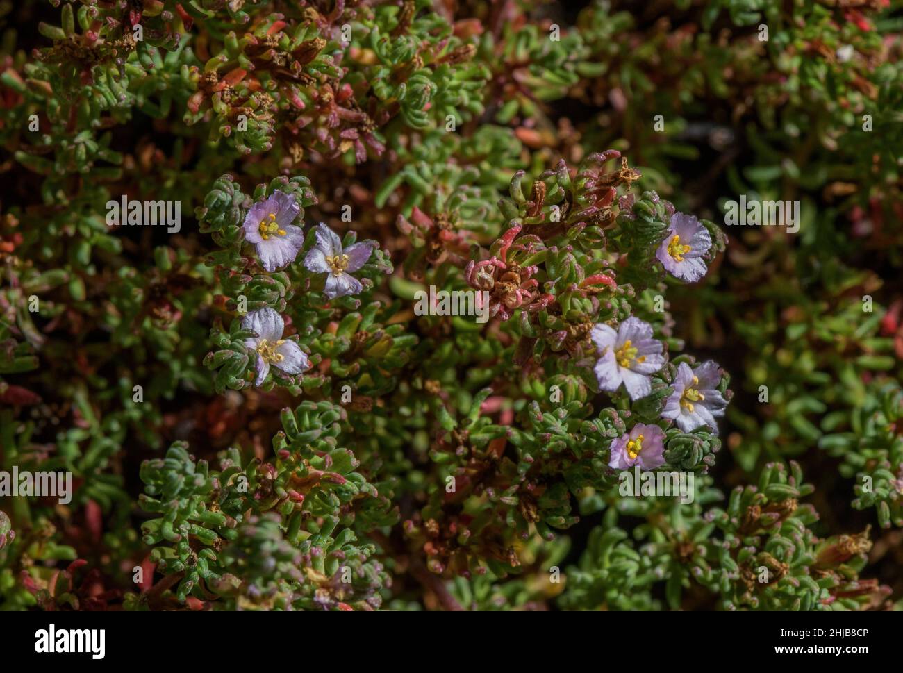 Sea-heath, Frankaenia laevis in flower in saline habitat. Stock Photo