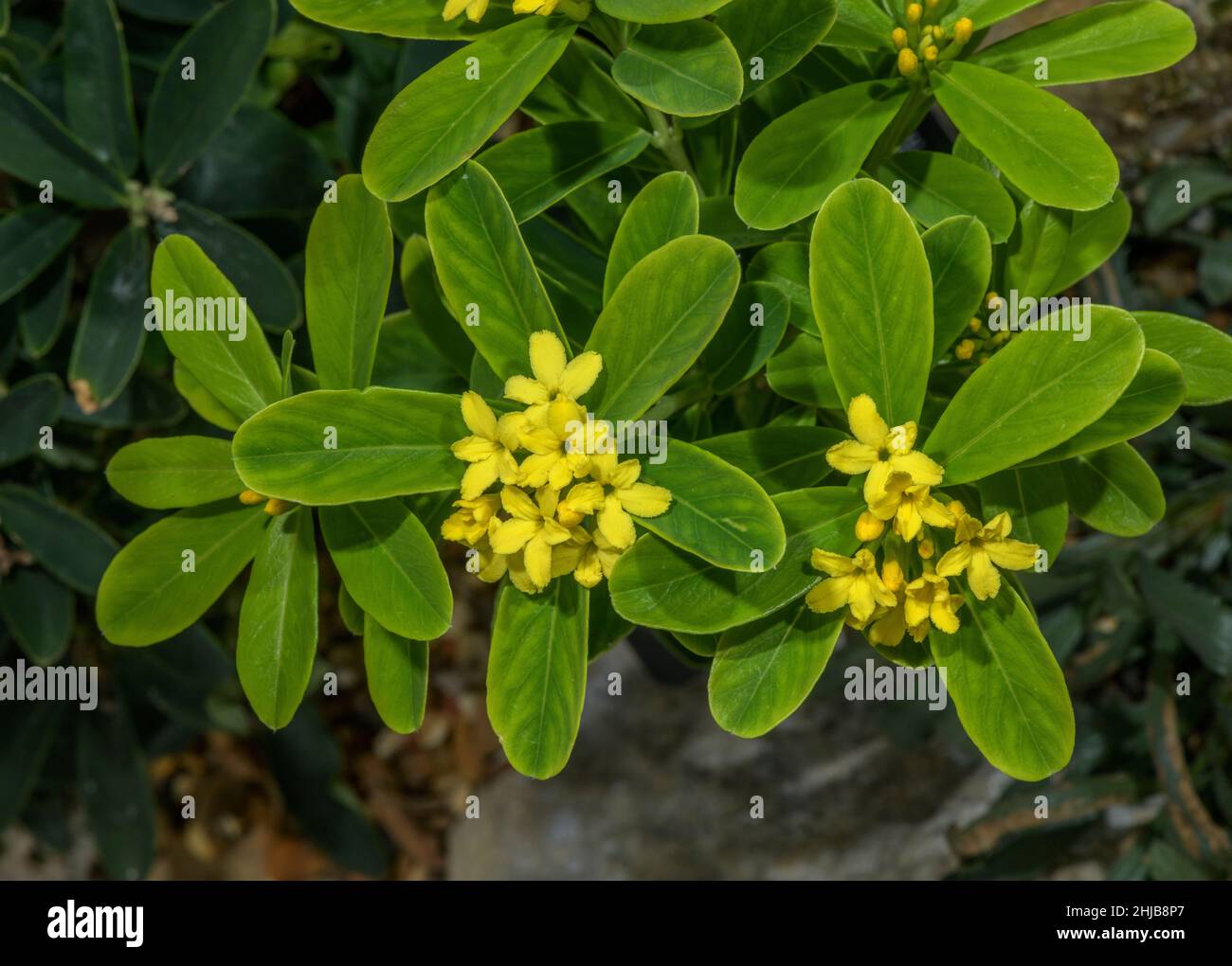 Jewelled daphne, Daphne gemmata, in flower in garden. From China. Stock Photo