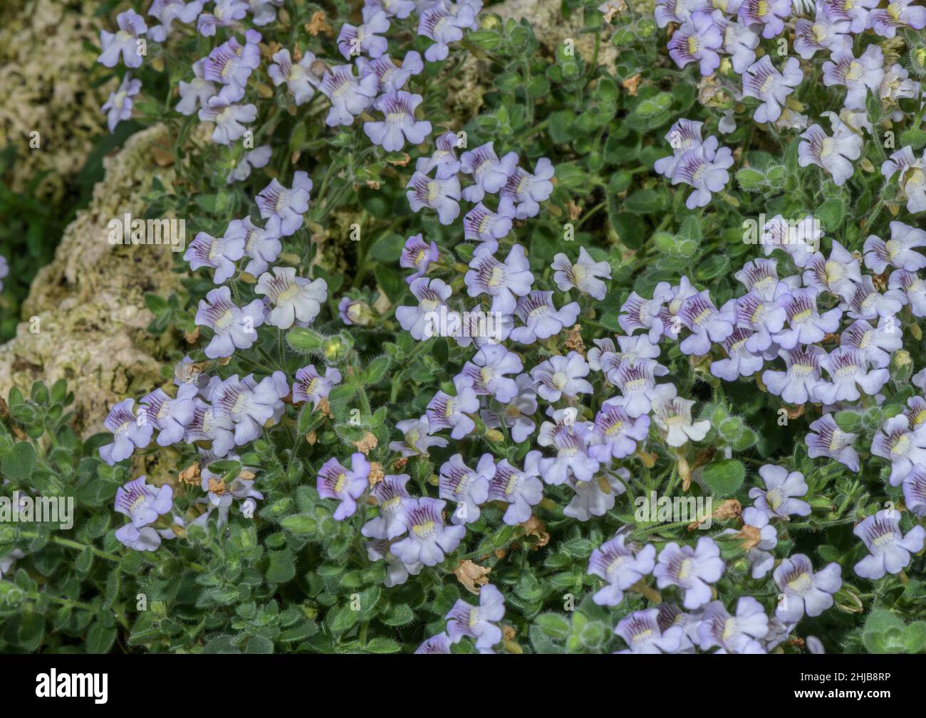 Oregano-leaved snapdragon, Chaenorhinum origanifolium, in flower; Pyrenees. Stock Photo