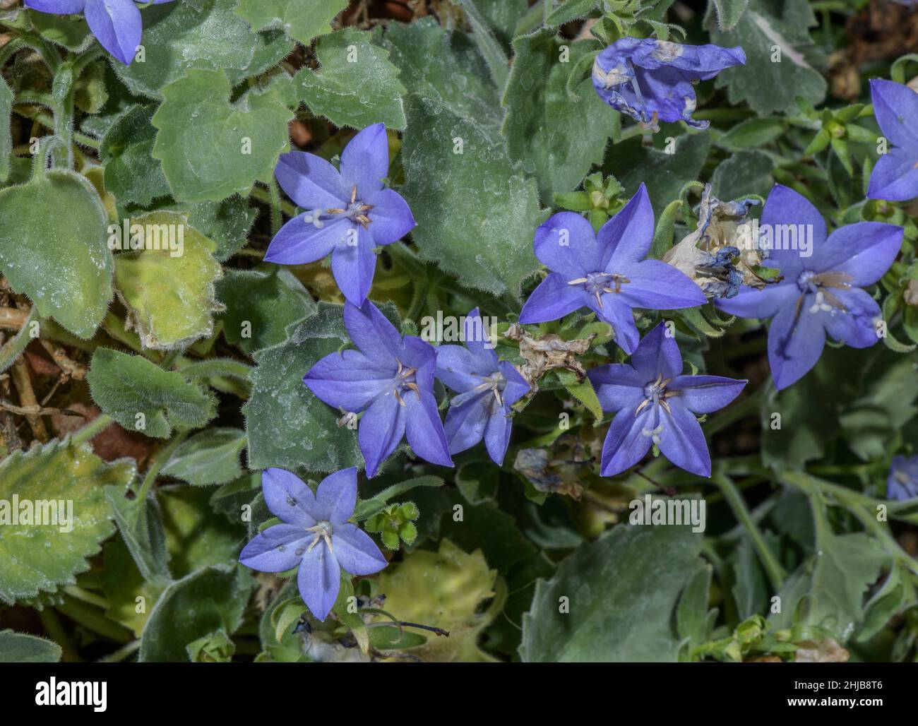 Italian bellflower, Campanula isophylla, in flower; Italian Alps. Stock Photo