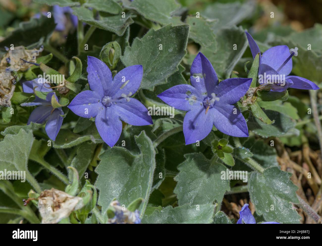 Italian bellflower, Campanula isophylla, in flower; Italian Alps. Stock Photo