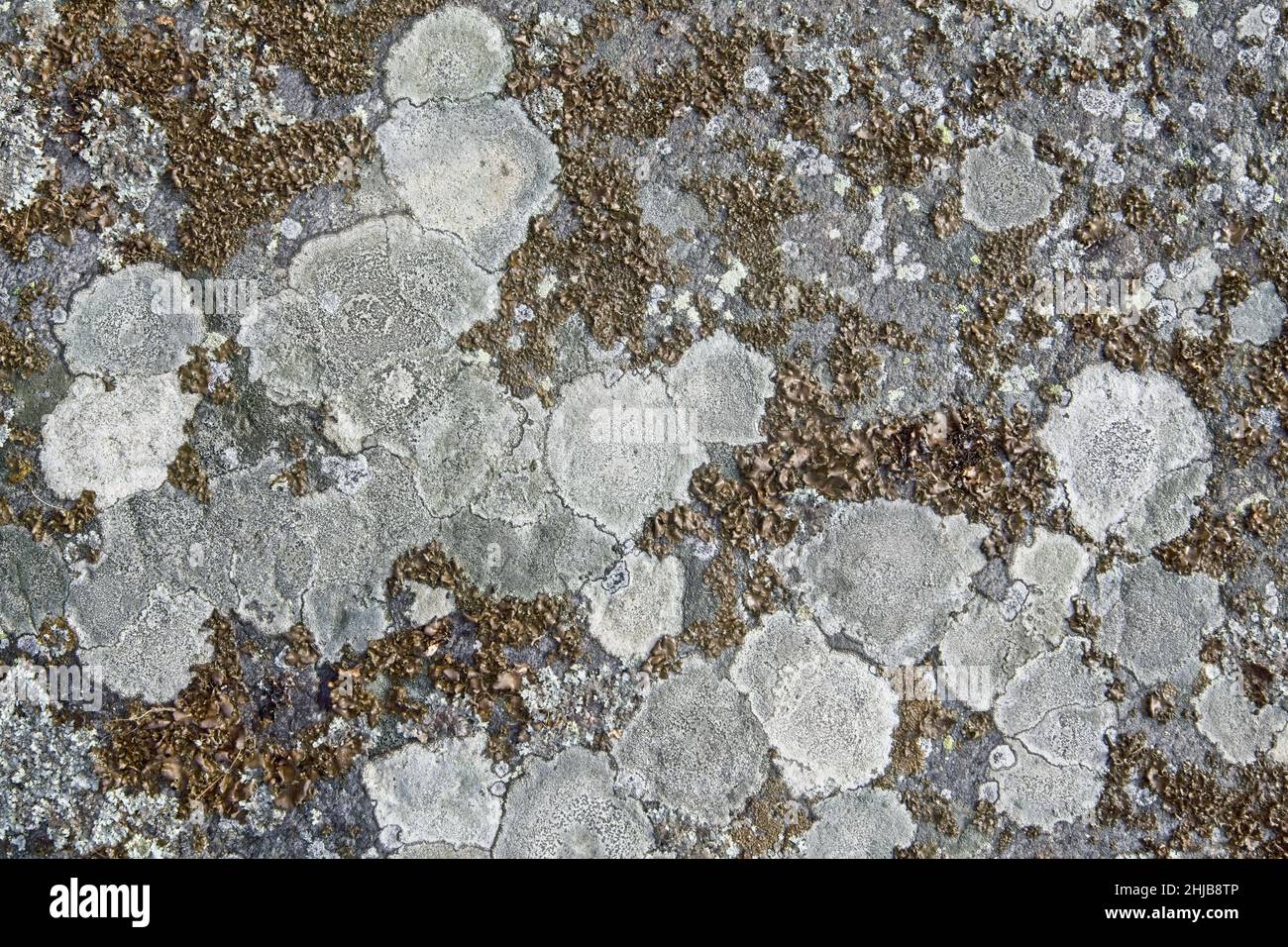 Natural texture of lichen on rock surface Stock Photo - Alamy
