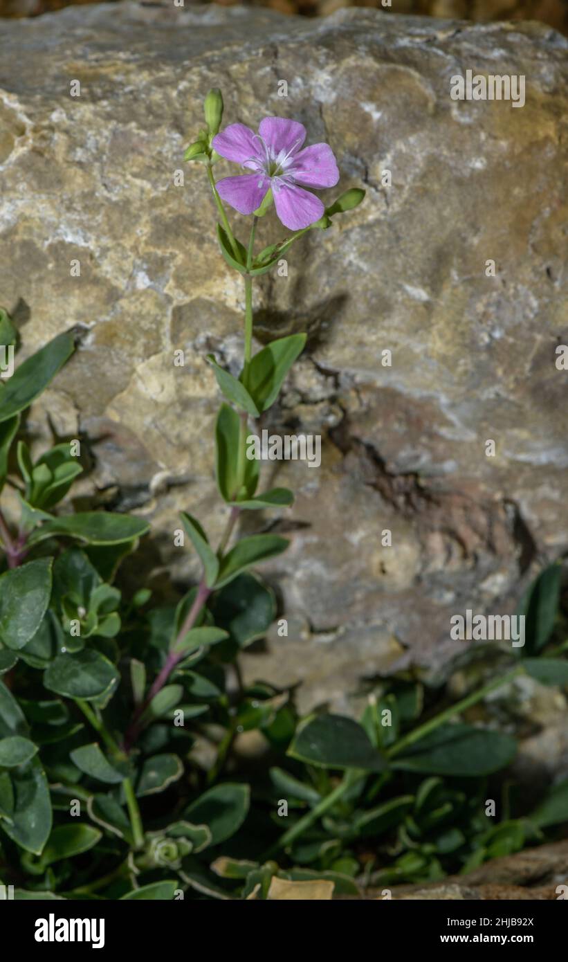 Pyrenean Petrocoptis, Silene glaucifolia, (formerly Petrocoptis pyrenaica) in flower. Pyrenees. Stock Photo