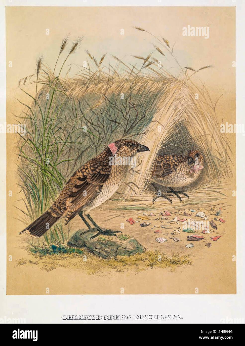 The spotted bowerbird (Chlamydera maculata here as Chlamydodera maculata) is a sedentary, mid-sized passerine found across broad parts of the drier habitats of eastern Australia. The species is known for its remarkable behaviours, like many other bowerbirds (Ptilonorynchidae), which include bower building and decorating, courtship displays and vocal mimicry. Spotted bowerbirds are locally common, however, overall the population is thought to be in decline. tinted lithograph Illustrated by Joseph Smit, from the book ' The beautiful and curious birds of the world ' by Charles Barney Cory, Publis Stock Photo