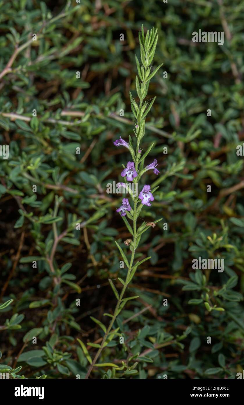 Micromeria graeca ssp tenuifolia in flower, from Greece. Stock Photo