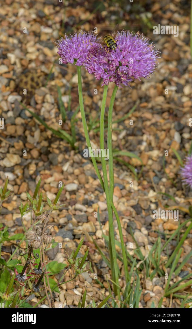 Mountain Garlic, Allium lusitanicum in flower. Stock Photo