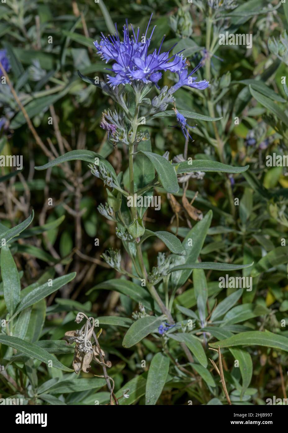 Mongolian Bluebeard, Caryopteris mongholica in flower in garden. From eastern Asia. Stock Photo