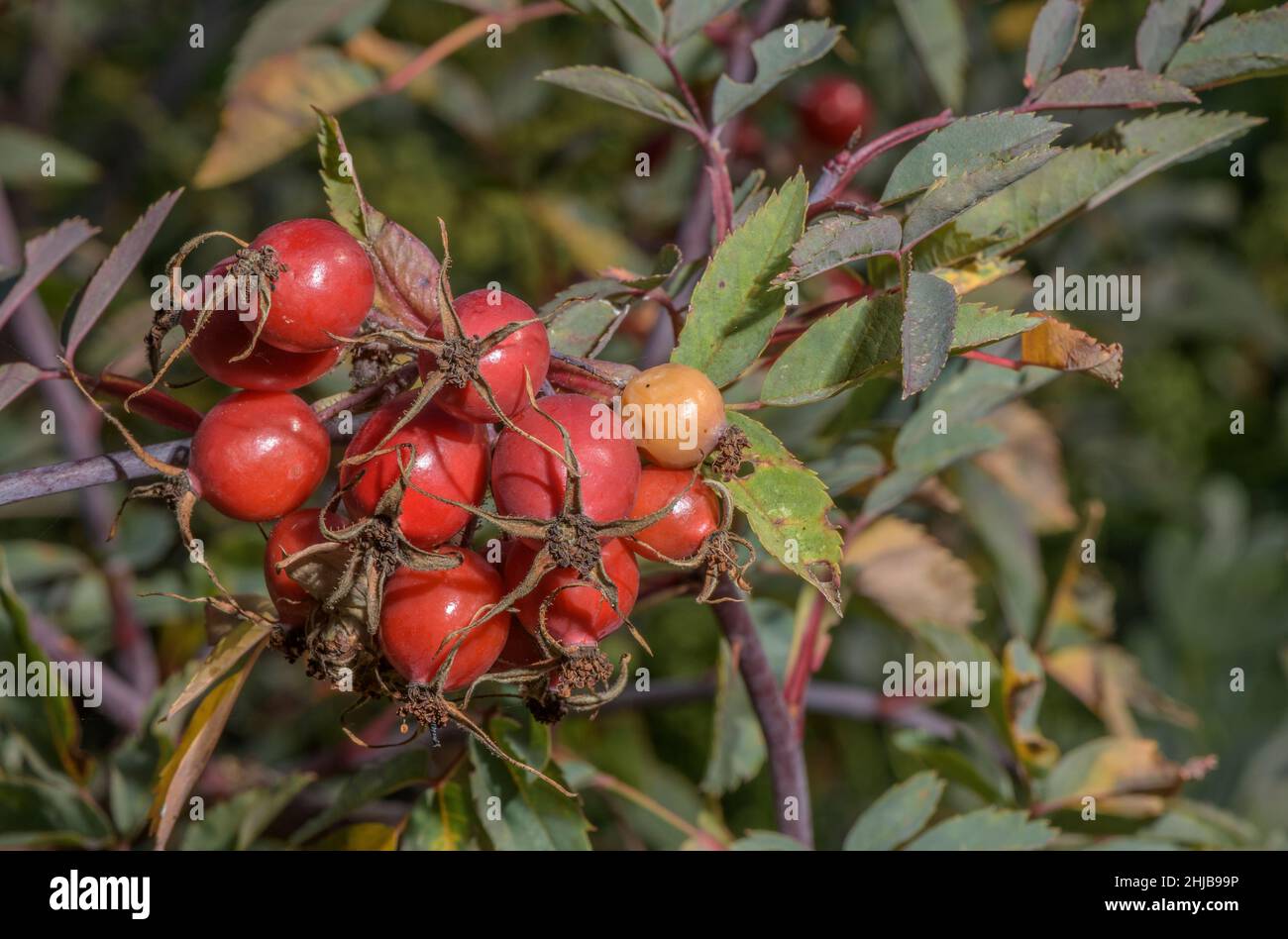 Blue-leaved Rose, Rosa glauca, in fruit - hips. Pyrenees. Stock Photo