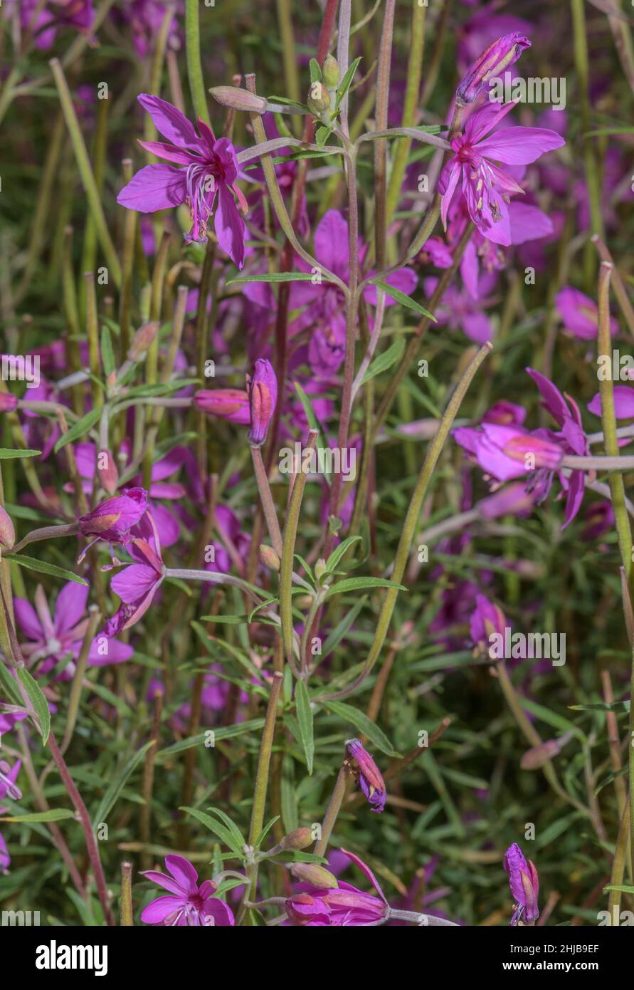 Rosemary Fireweed, Epilobium dodonaei, in flower in the Alps. Stock Photo