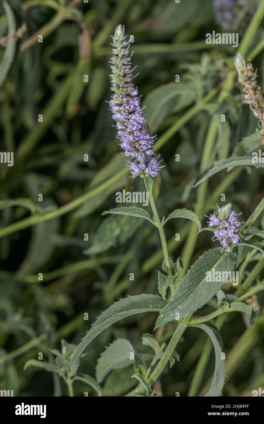 Horse mint, Mentha longifolia, in flower in damp grassland. Stock Photo