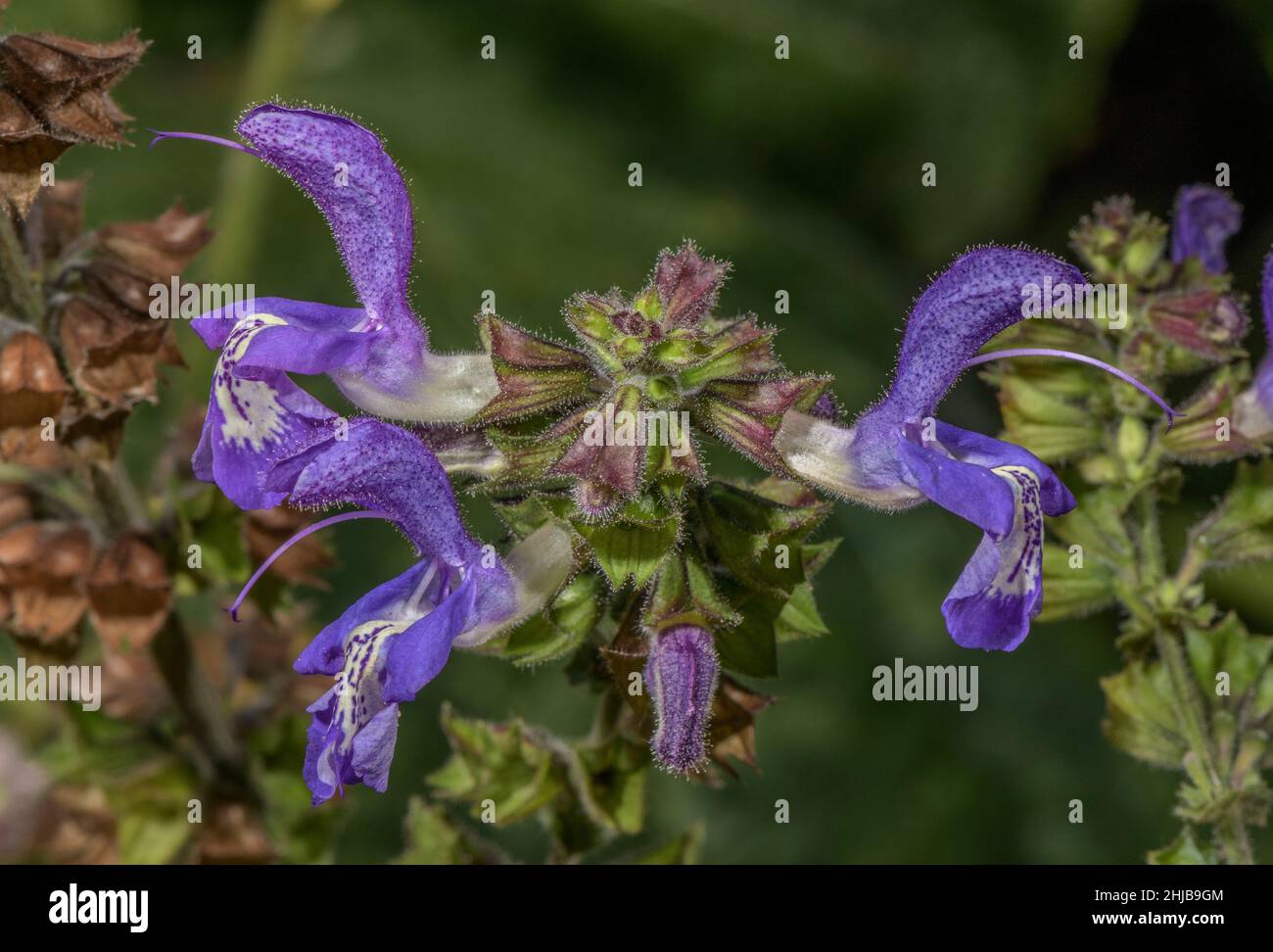 Woodland Sage, Salvia forsskaolei in flower, from the Balkans. Stock Photo