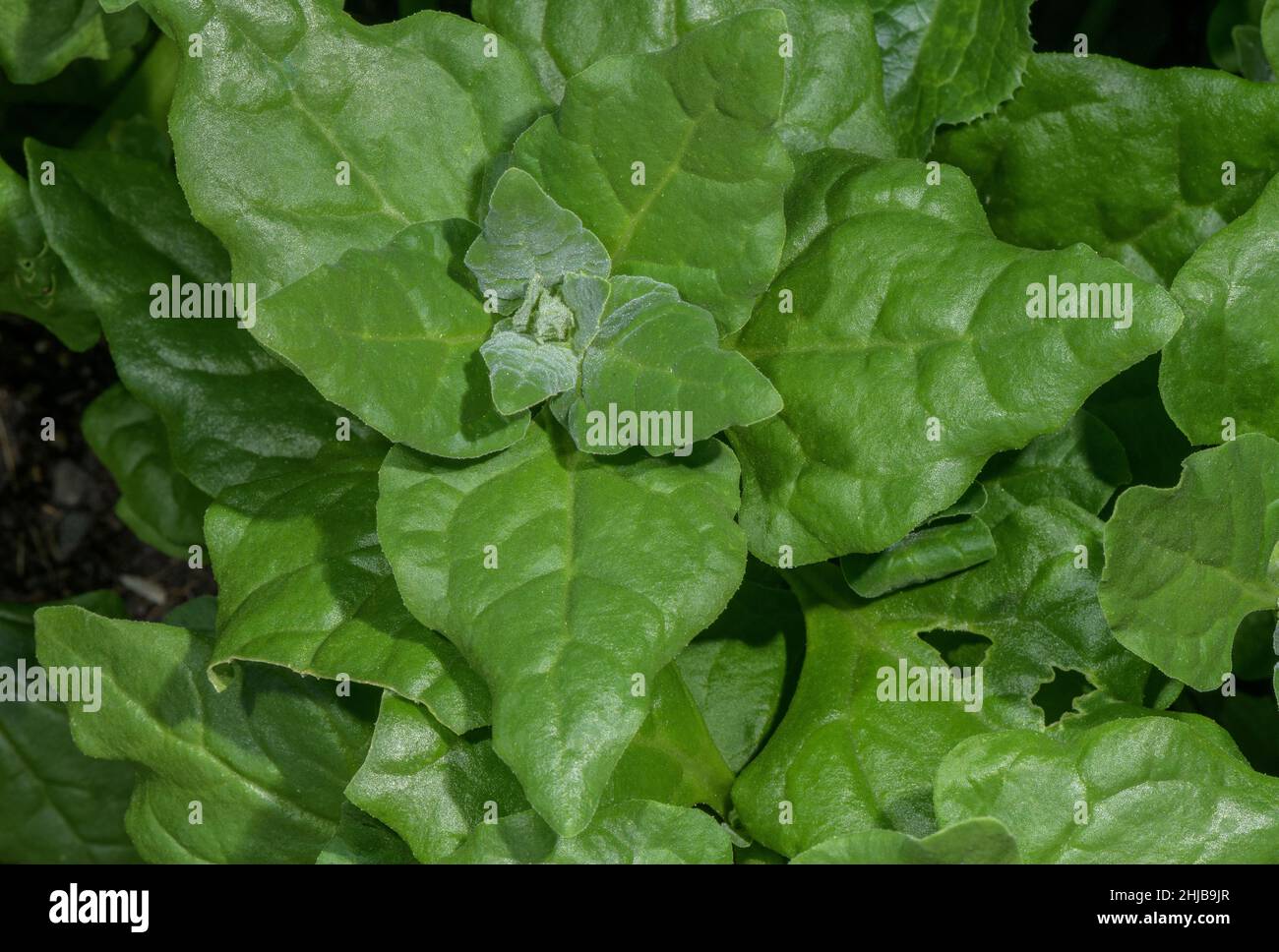 Leaves of New Zealand Spinach, Tetragonia tetragonoides used as vegetable. Stock Photo