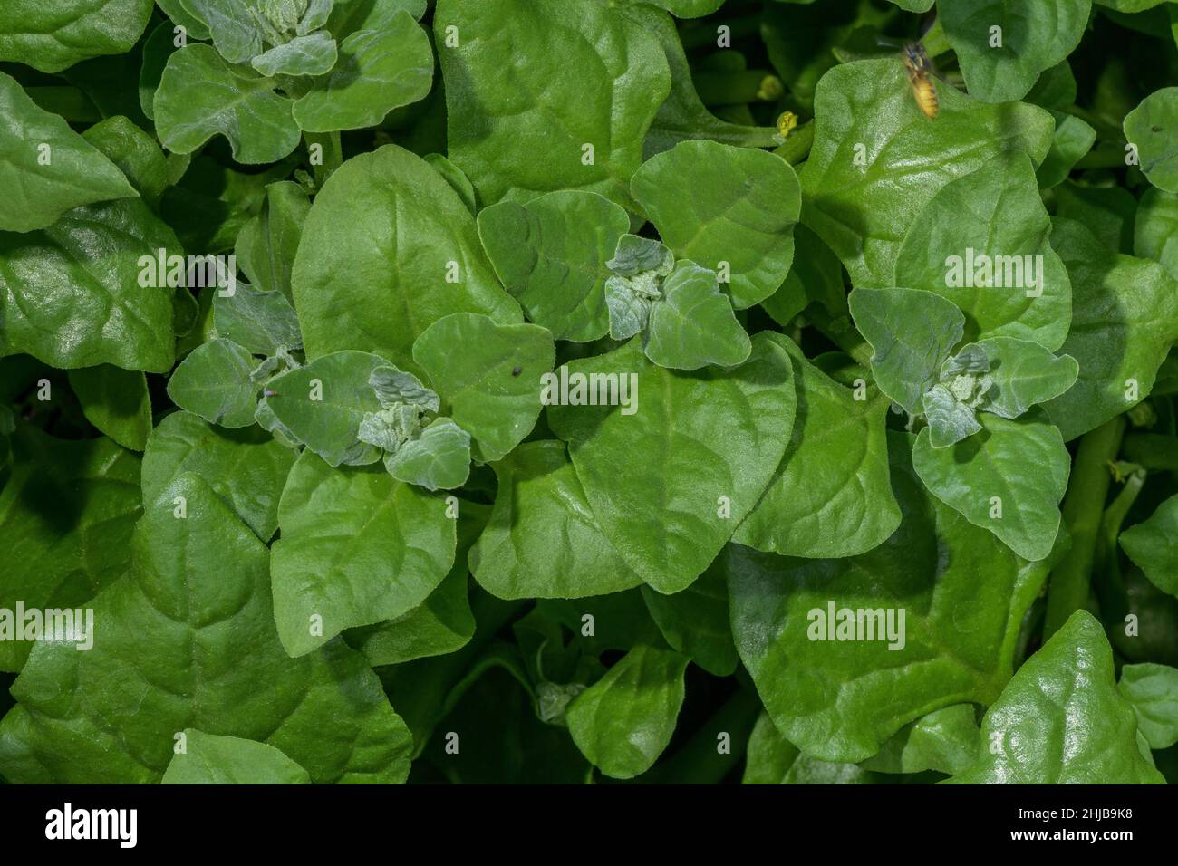 Leaves of New Zealand Spinach, Tetragonia tetragonoides used as vegetable. Stock Photo