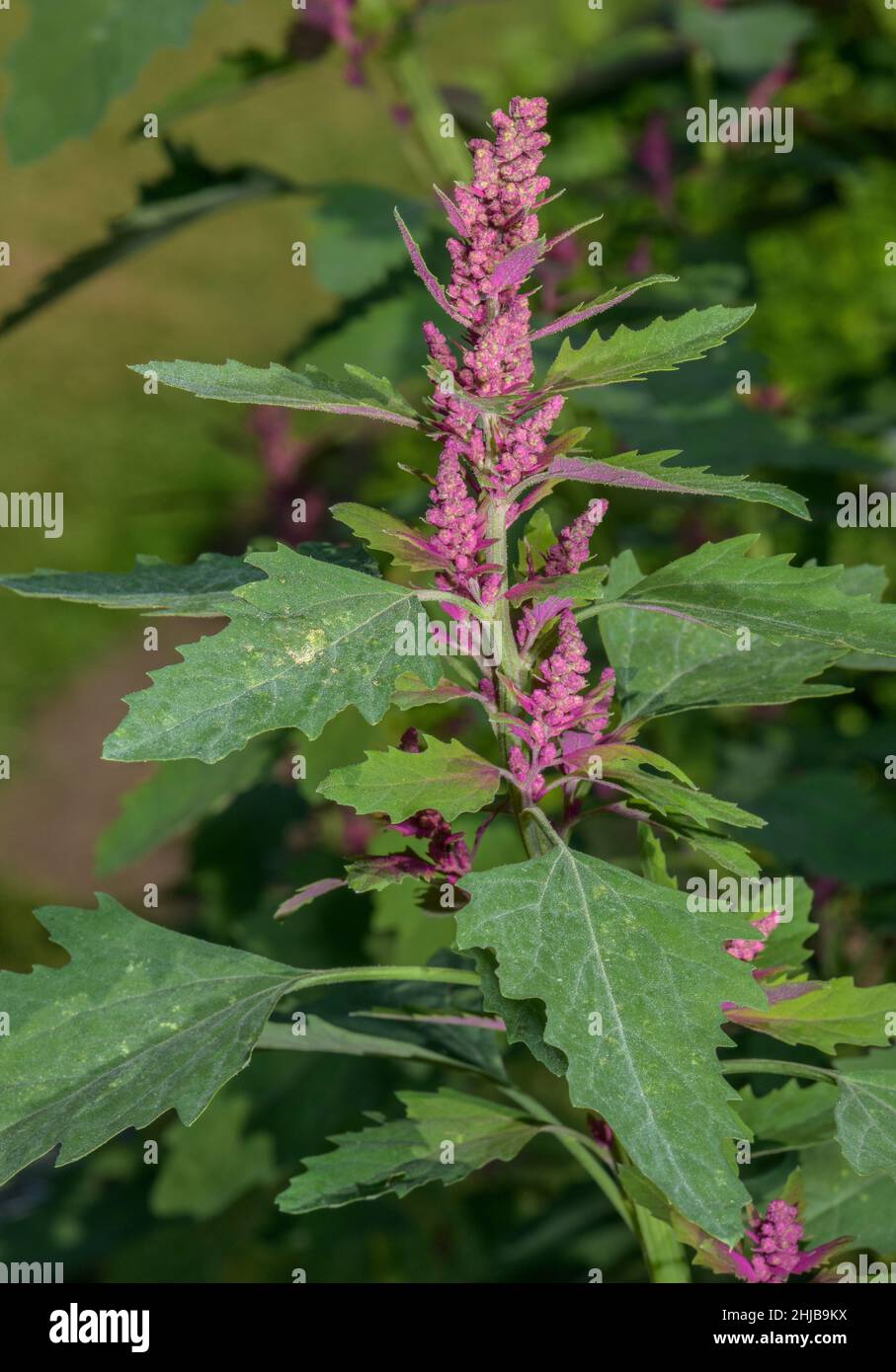 Tree Spinach, Chenopodium giganteum planted as a vegetable crop. Stock Photo