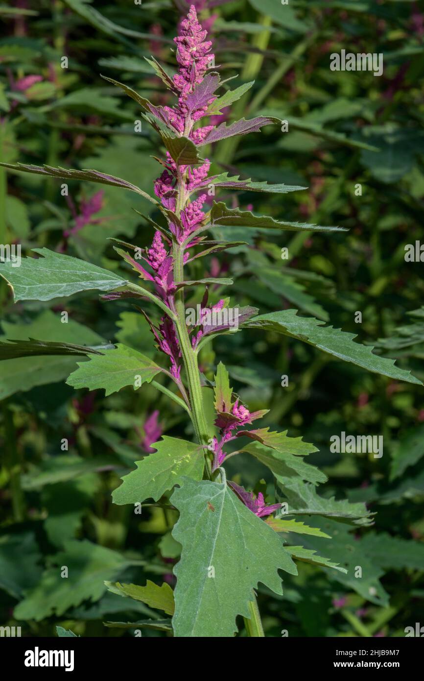 Tree Spinach, Chenopodium giganteum planted as a vegetable crop. Stock Photo