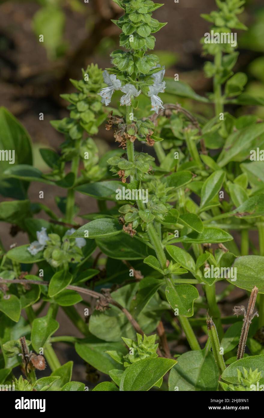 Greek Basil, Ocimum minimum - grown as a pot herb. Stock Photo