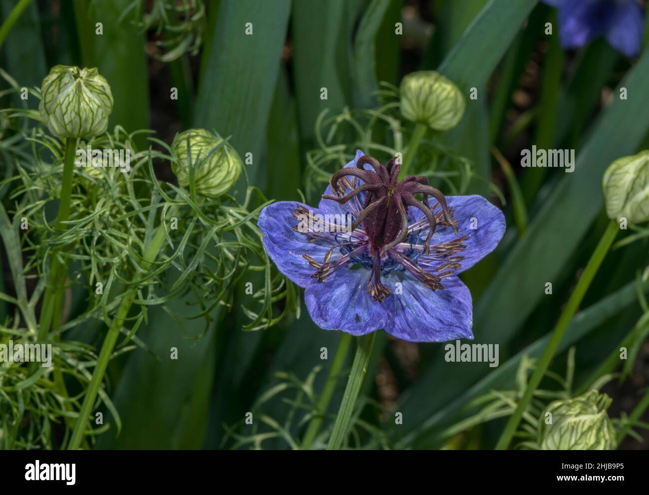 Spanish Fennel Flower, Nigella hispanica, in flower in herb garden. Stock Photo