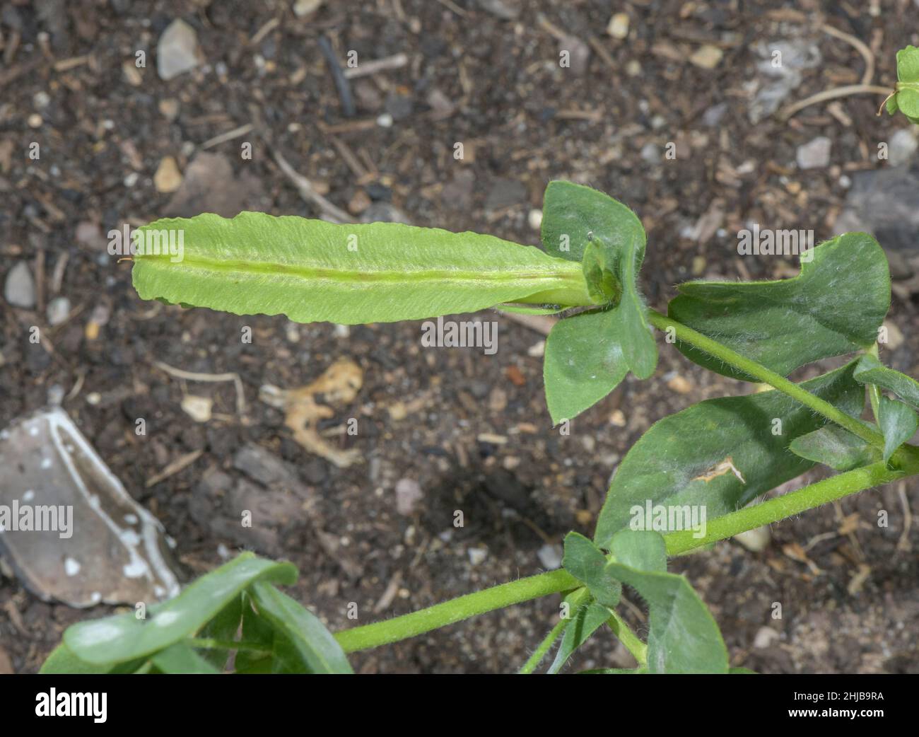 Asparagus-pea, Tetragonolobus purpureus, in fruit; used as a vegetable. Stock Photo