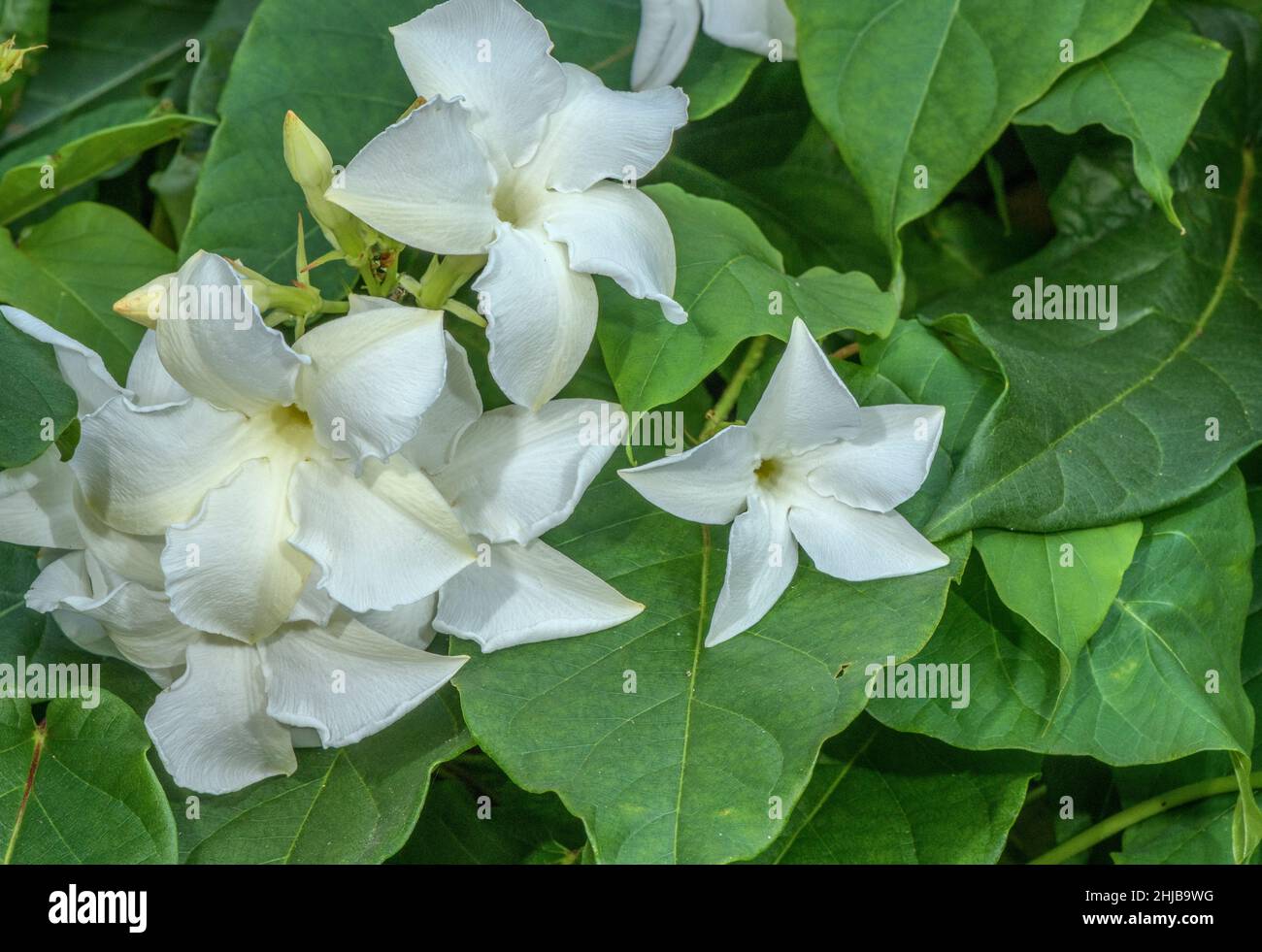 Chilean Jasmine, Mandevilla laxa in flower. Tropical South America. Stock Photo