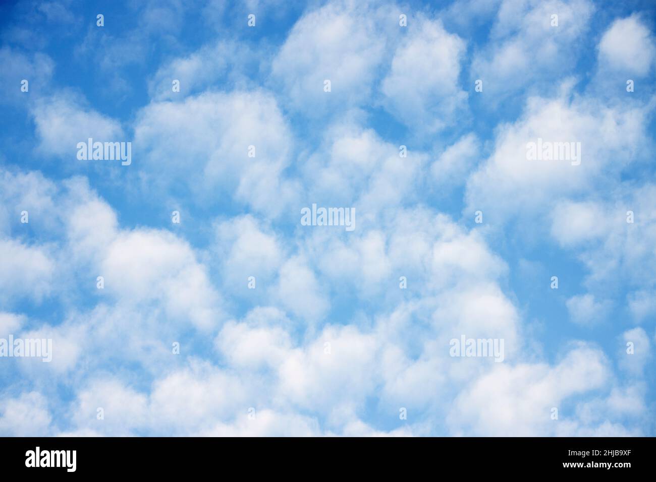 Altocumulus clouds form in the mid-altitude layers and are made up of water droplets and occasionally ice crystals. Stock Photo
