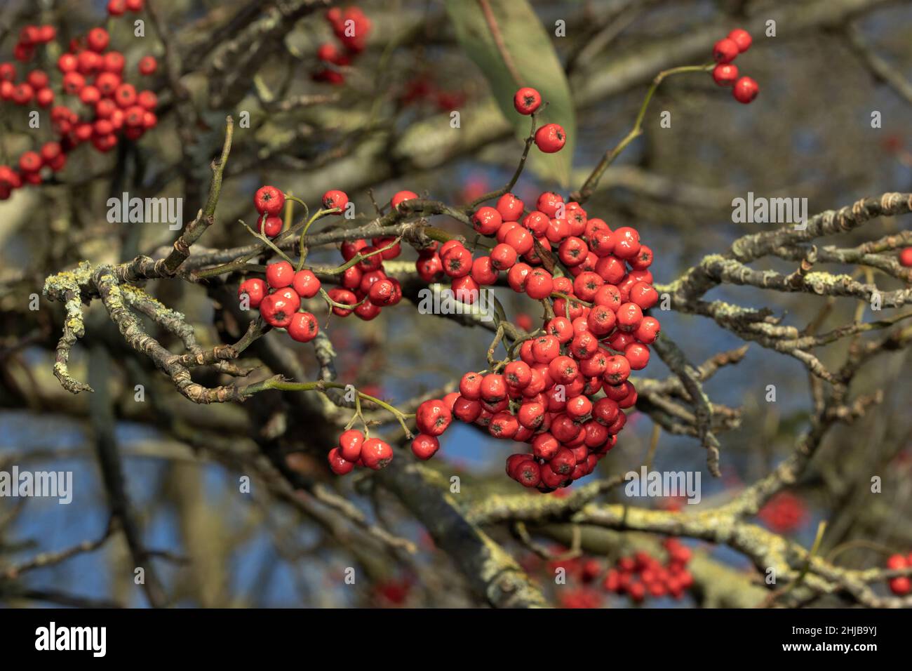 The Japanese Rowan is native to East Asia and is grown in the west primarily as an ornamental tree for the bright red berries that last into winter Stock Photo