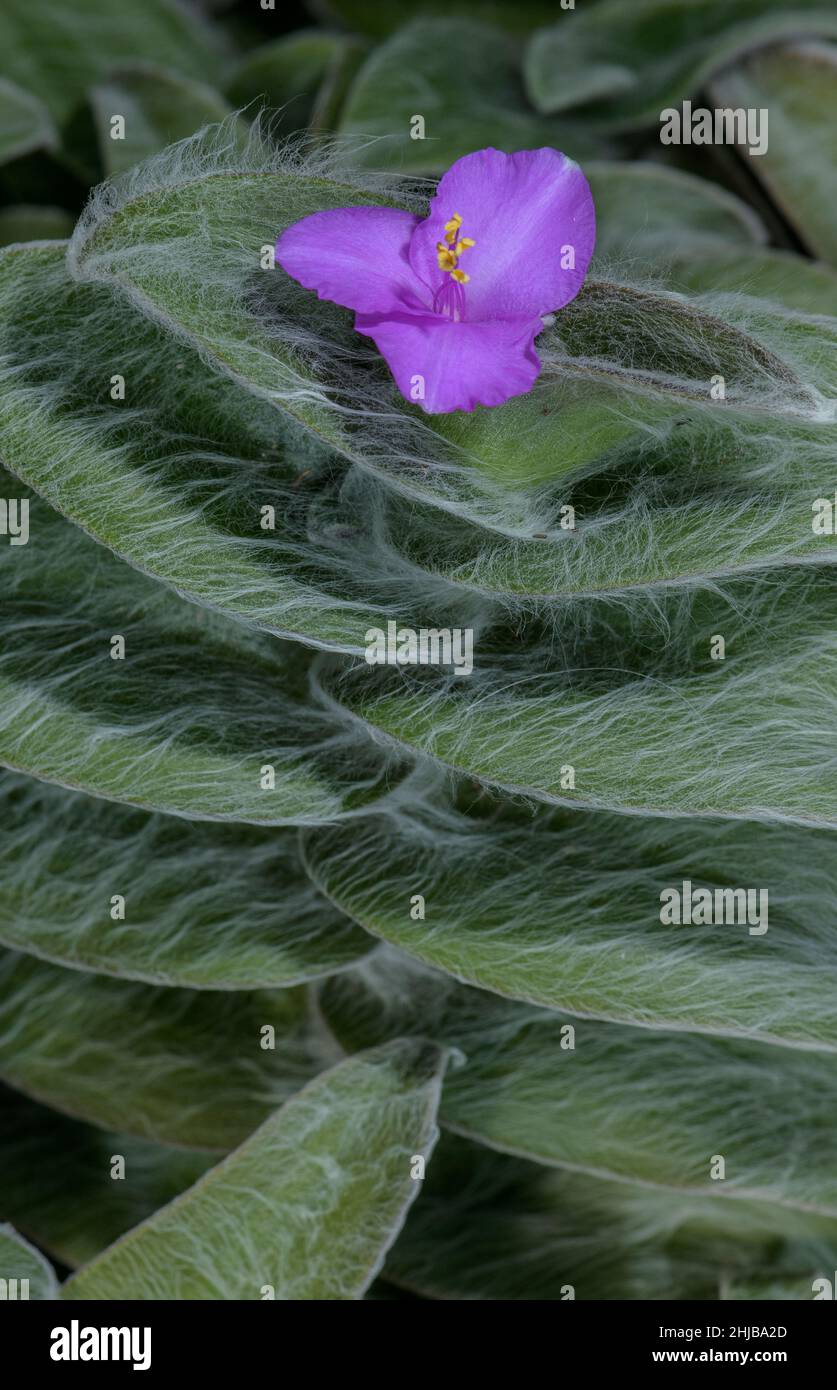 Cobweb Spiderwort, Tradescantia sillamontana, in flower in garden. From Mexico. Stock Photo