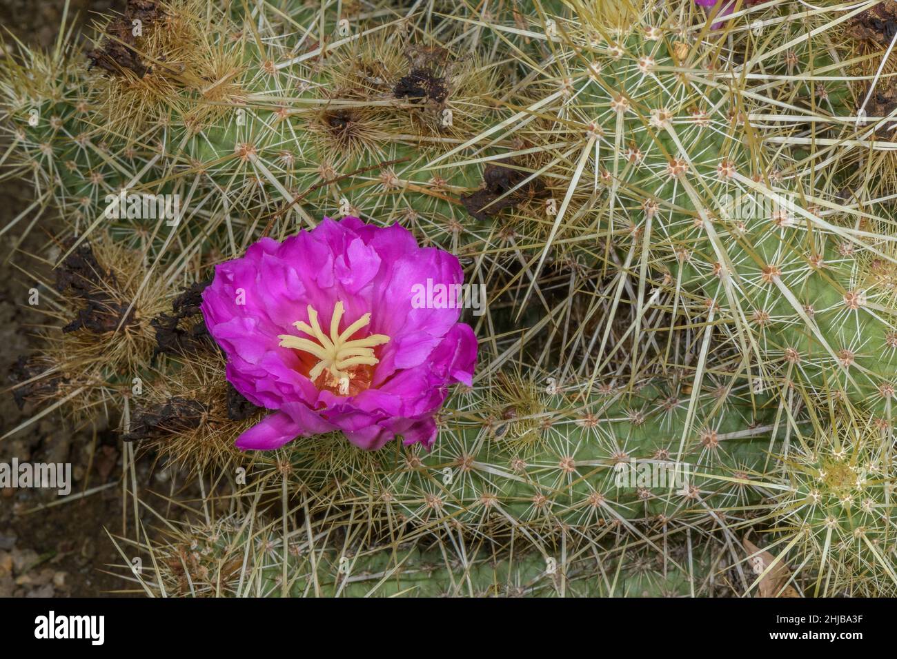 Strawberry Cactus, Echinocereus brandegeei, in flower, Mexico Stock Photo