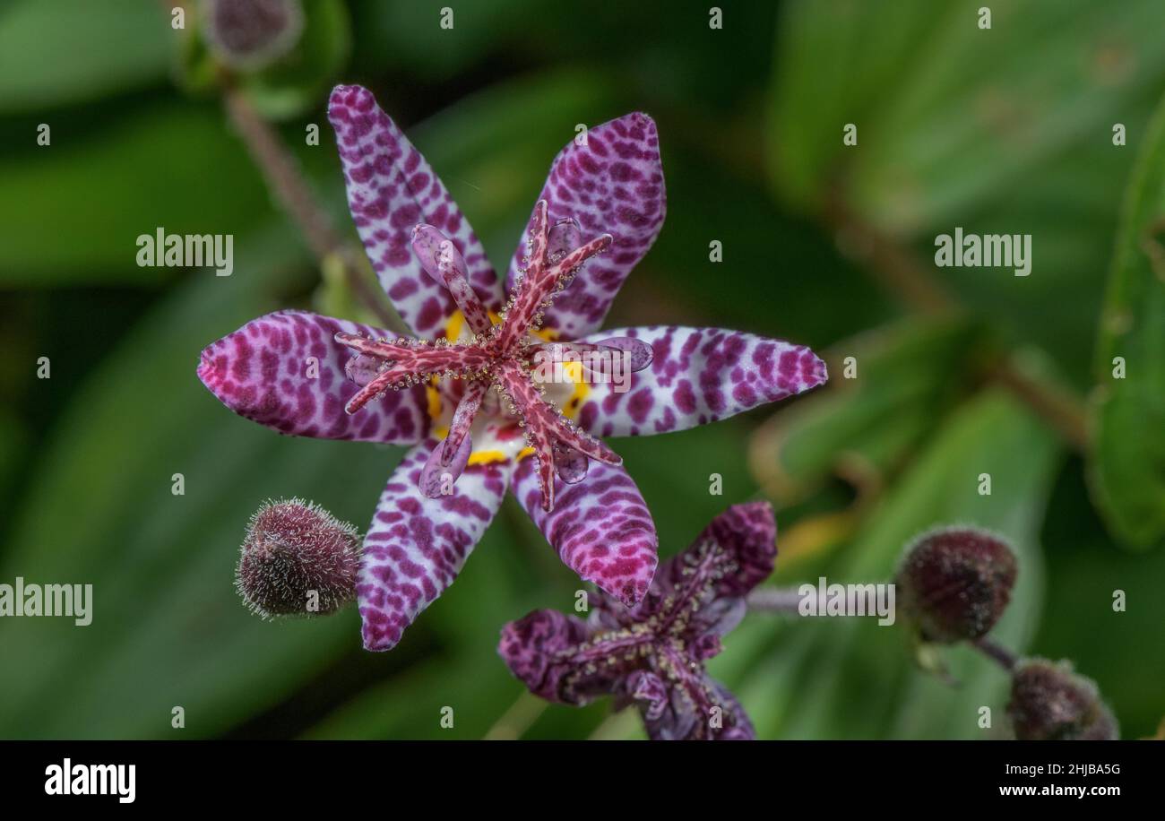 Toad lily, Tricyrtis formosana in flower in garden. From Taiwan. Stock Photo