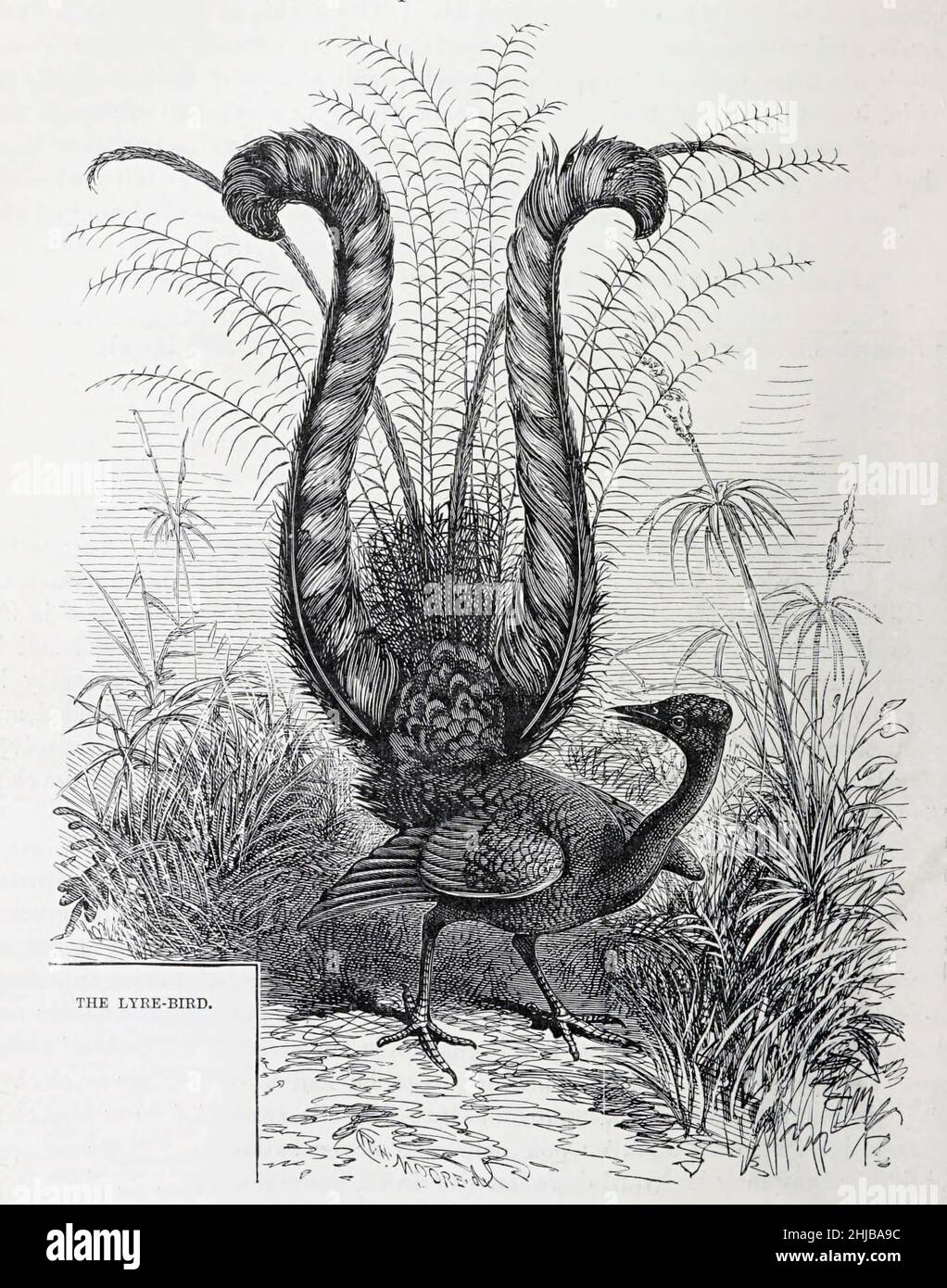 Male superb lyrebird or Lyre-Bird (Menura novaehollandiae) displaying his fancy tail, from the The royal natural history edited by Richard Lydekker, Volume III published in 1893 Stock Photo