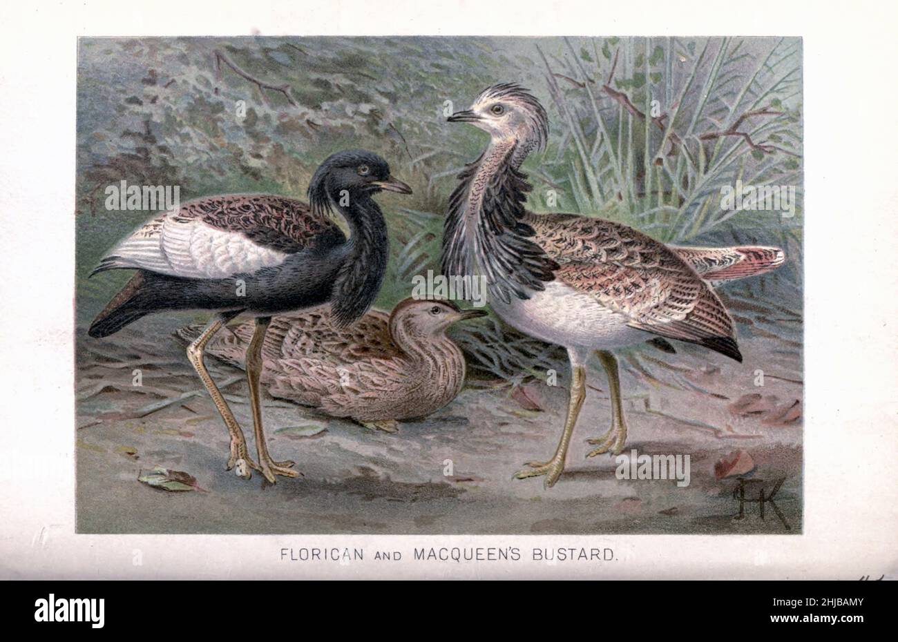 Florican and Macqueen's Bustard (Chlamydotis macqueenii) Illustrated by Johannes Gerardus Keulemans (J. G. Keulemans) from the The royal natural history edited by Richard Lydekker, Volume IV published in 1895 Stock Photo