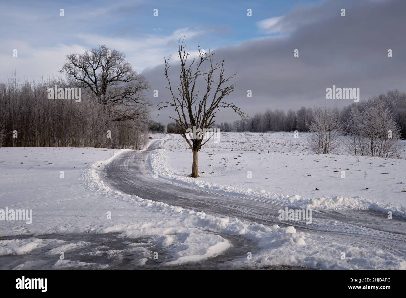 Icy country road and dead tree in winter landscape Stock Photo
